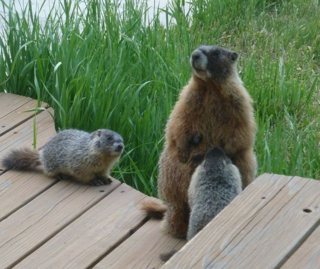 Baby-marmots